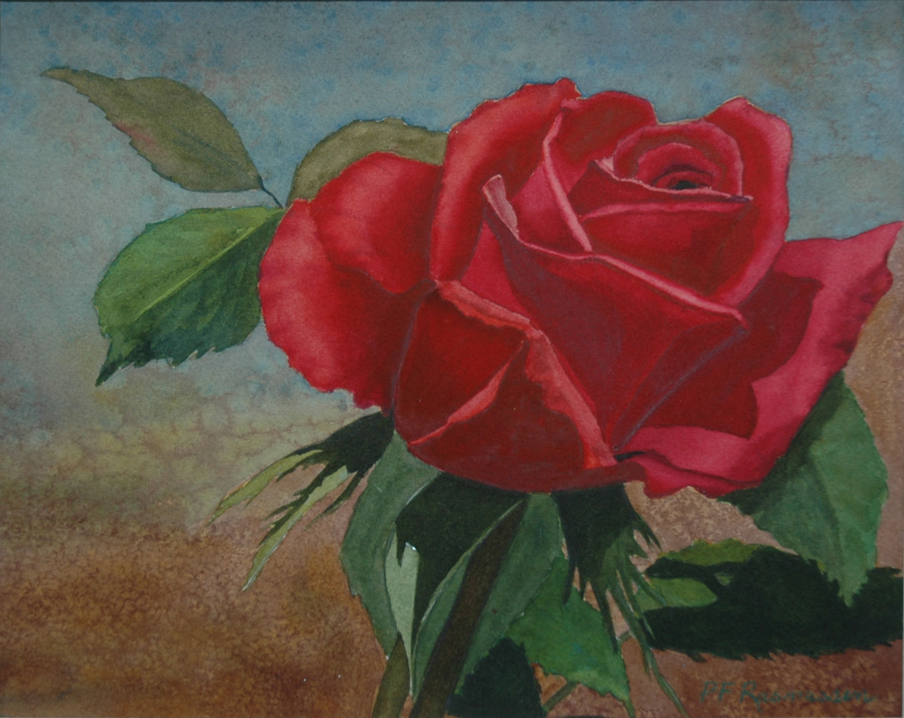 Red Rose of Rasmussen